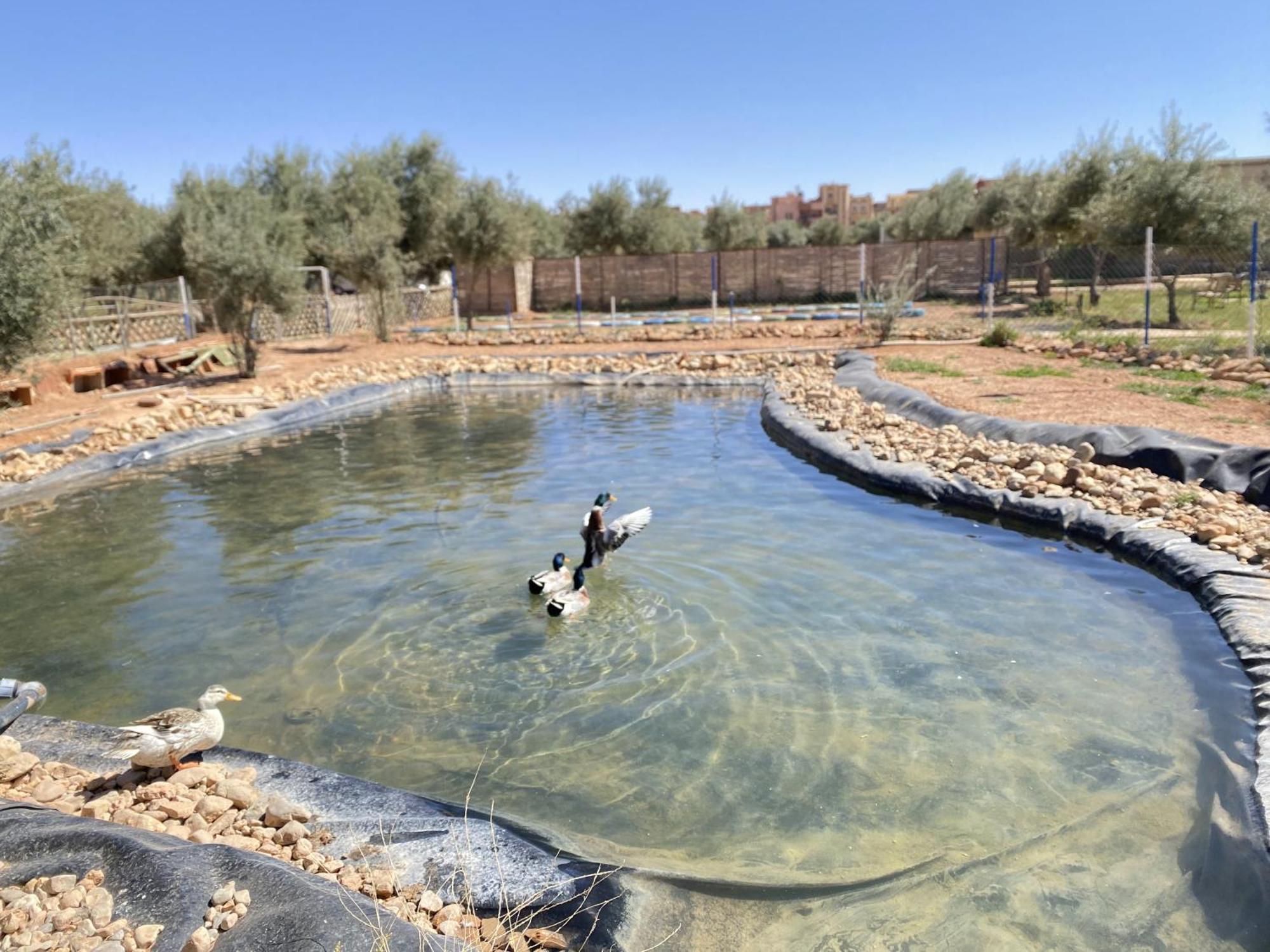 א-ראשידיה Ighiz Inn Resort מראה חיצוני תמונה